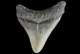 Juvenile Megalodon Tooth - South Carolina #74238-1